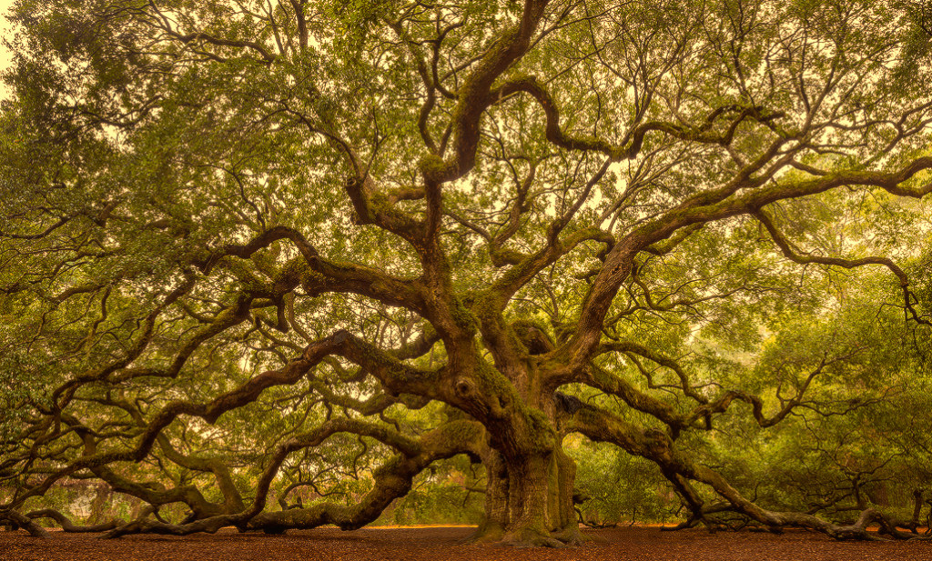 Flickr tree